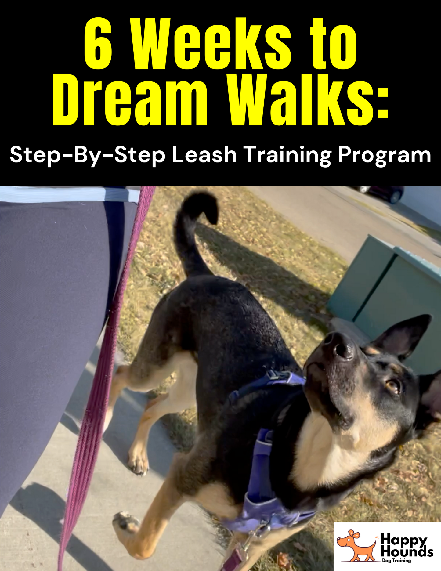 6 Weeks to Dream Walks: Step-By-Step Leash Training Program